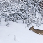 Fotogramma di un documentario sulla sopravvivenza degli animali d’inverno  dal portale ufficiale dell’ente - Foto A. e E.Lapied